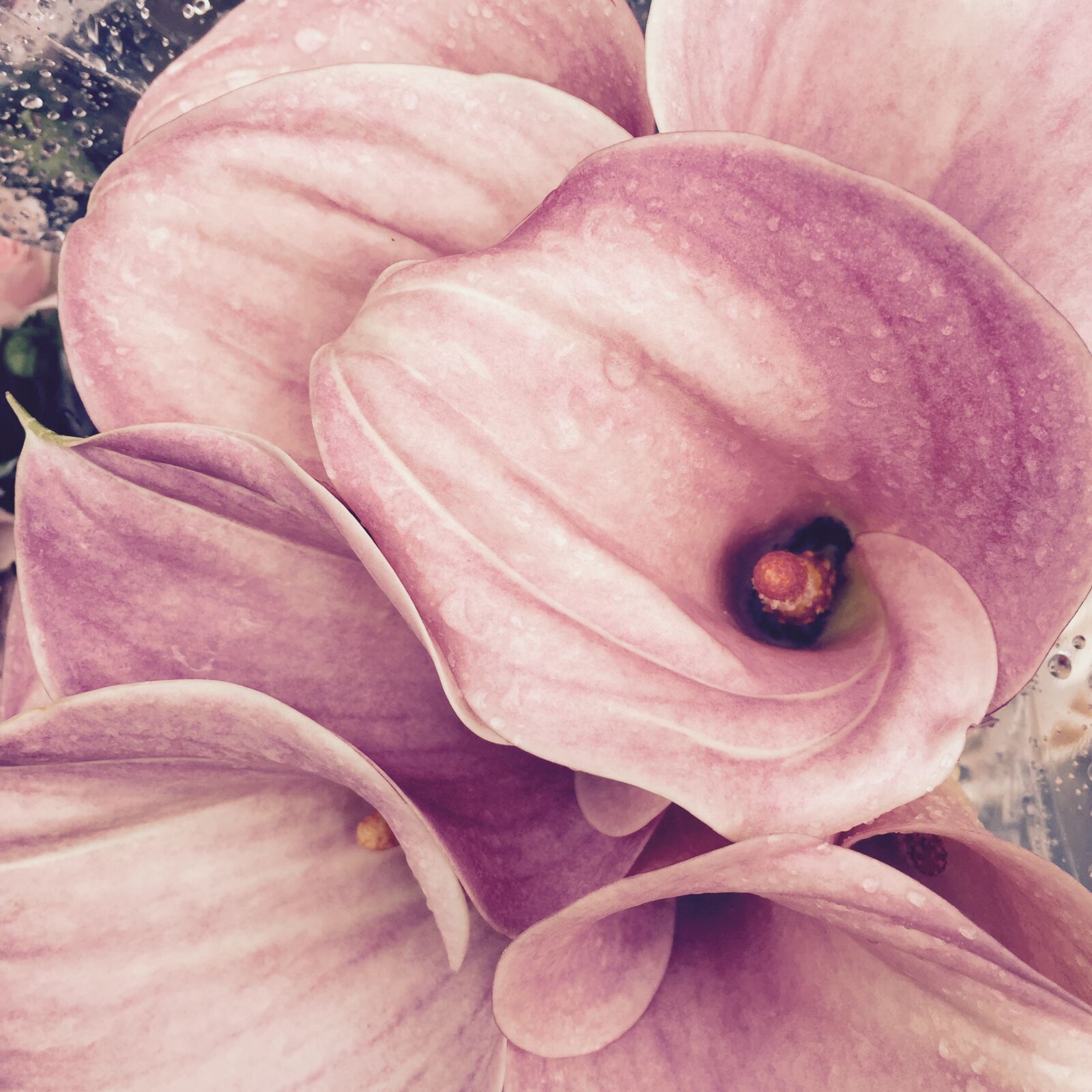 iPhone 6 back camera 4.15mm f/2.2 sample photo. Pink, calla, lily photography