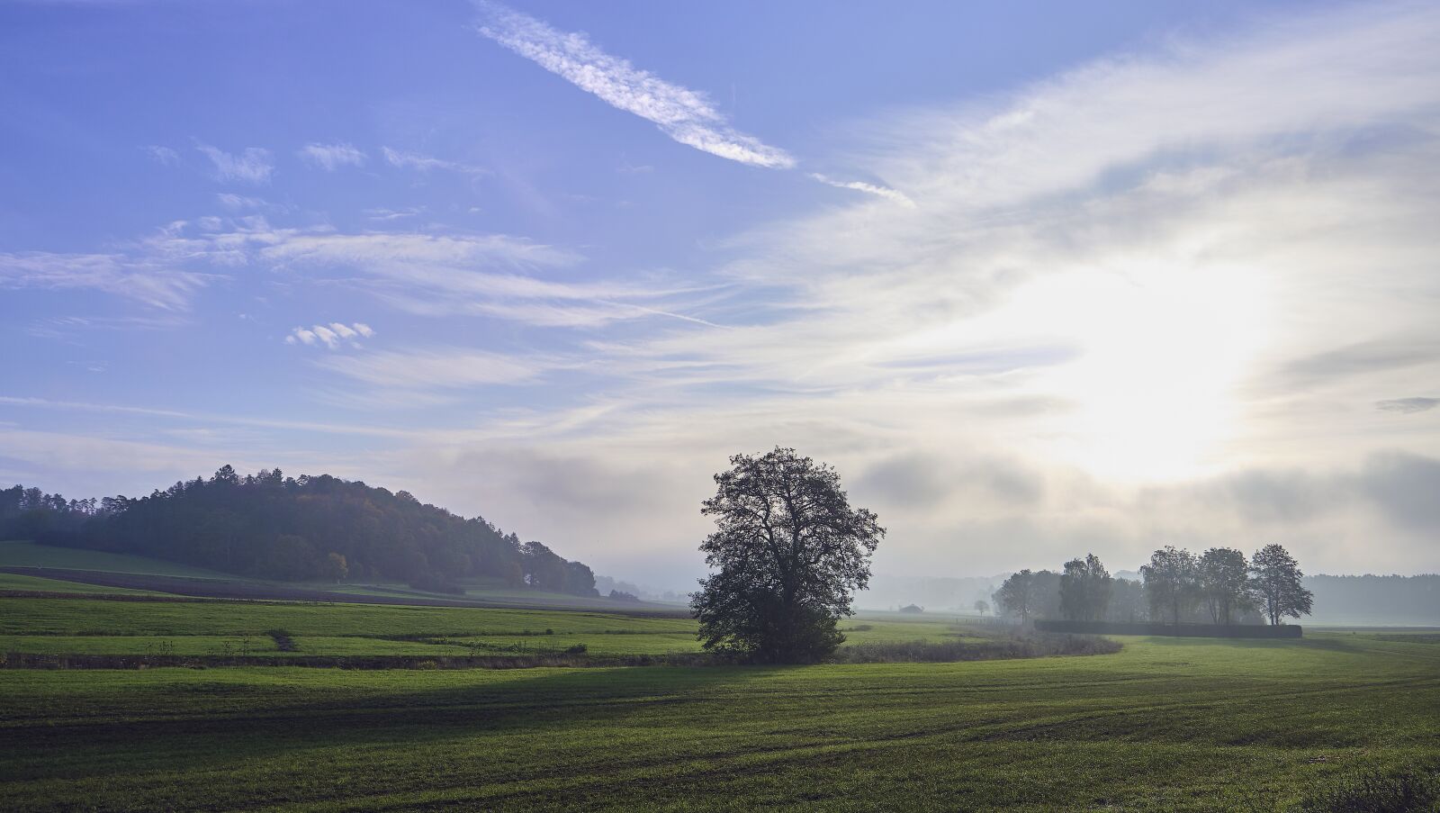 Fujifilm XF 18-55mm F2.8-4 R LM OIS sample photo. Tree, fog, backlighting photography