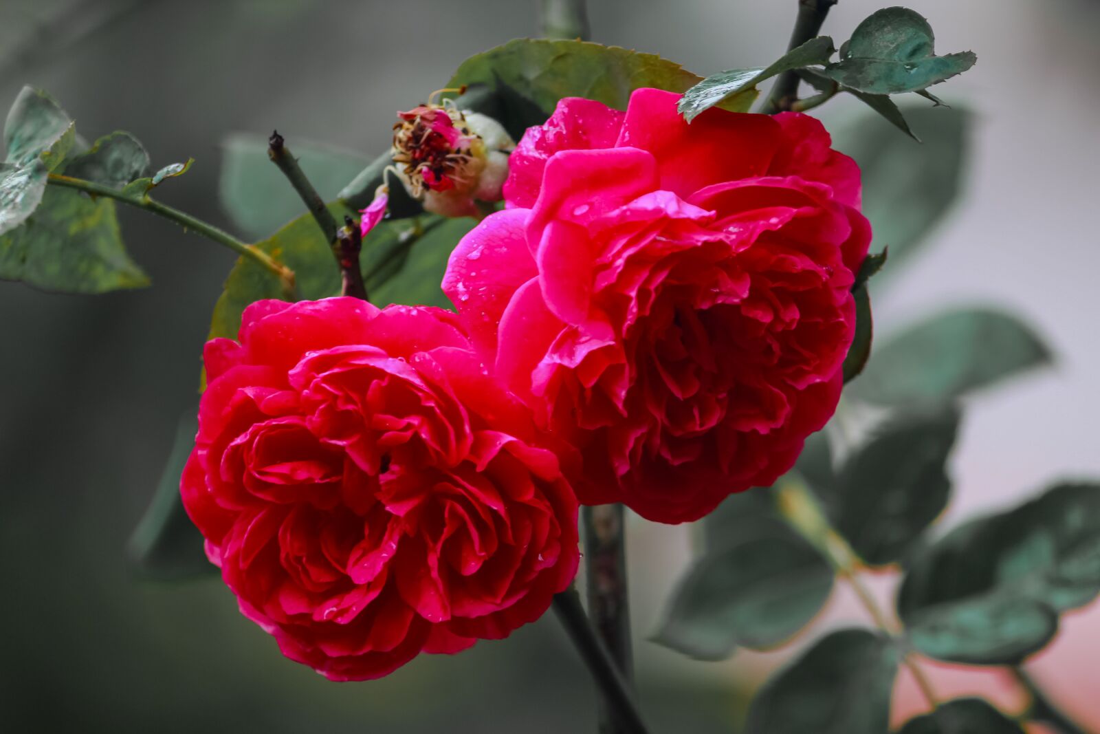 Canon EOS 1300D (EOS Rebel T6 / EOS Kiss X80) sample photo. Rose, flower, nature photography