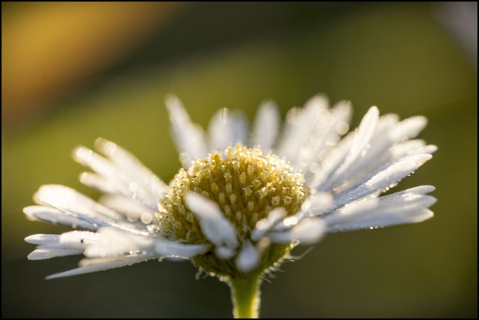 Canon EF 100mm F2.8L Macro IS USM sample photo. Flower, dawn, plant photography