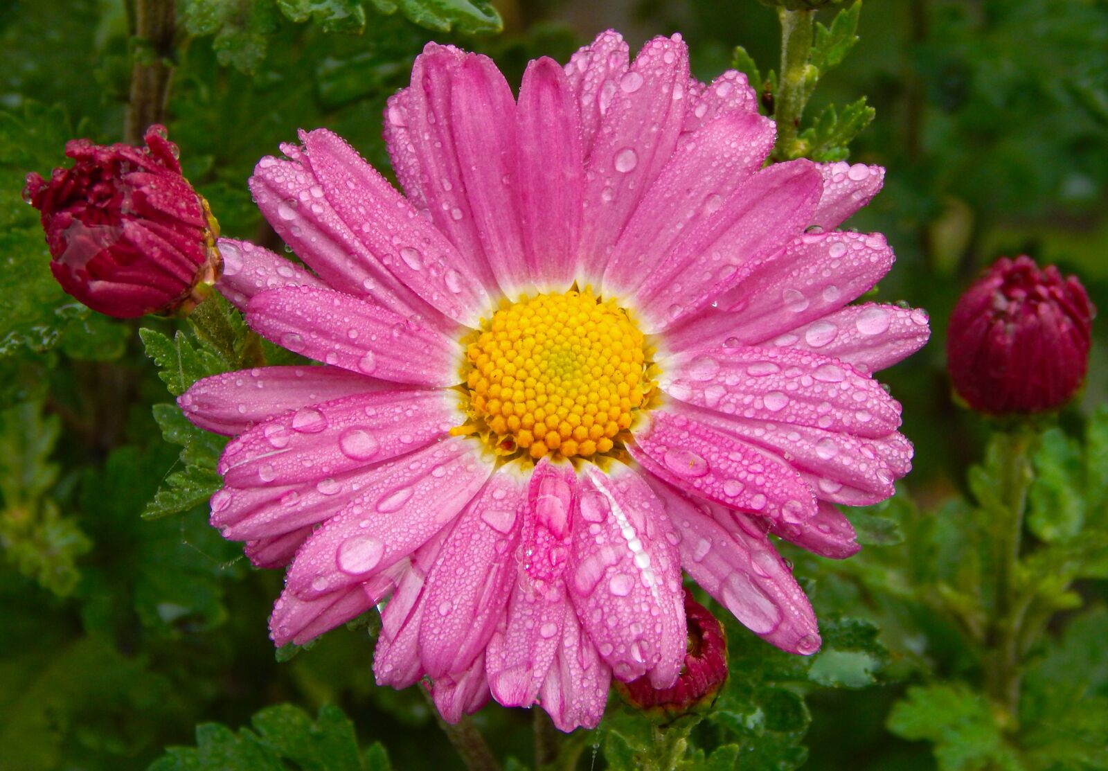 Nikon Coolpix L820 sample photo. Flowers, daisies, pink photography