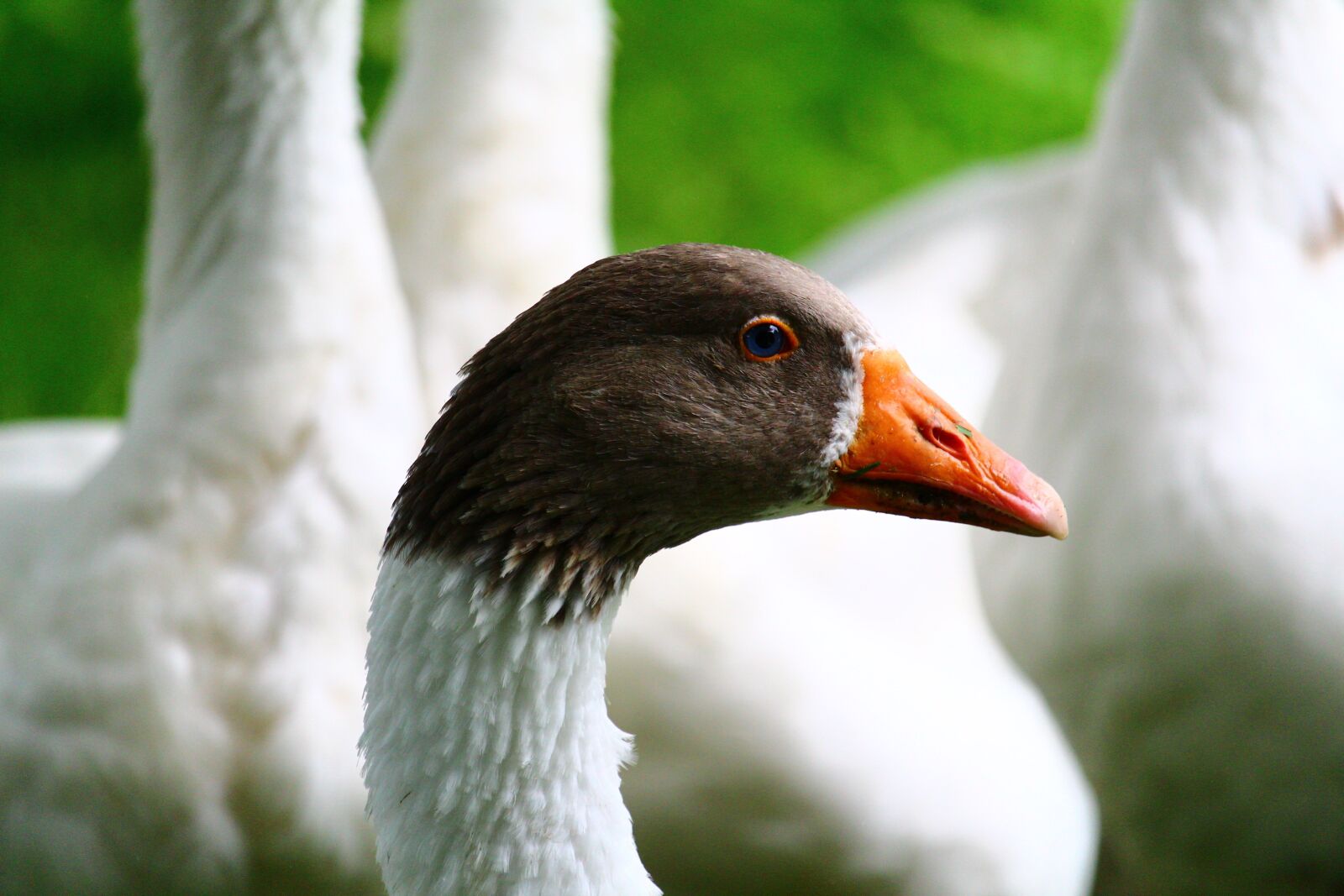Canon EOS 1300D (EOS Rebel T6 / EOS Kiss X80) sample photo. Goose, animal, nature photography