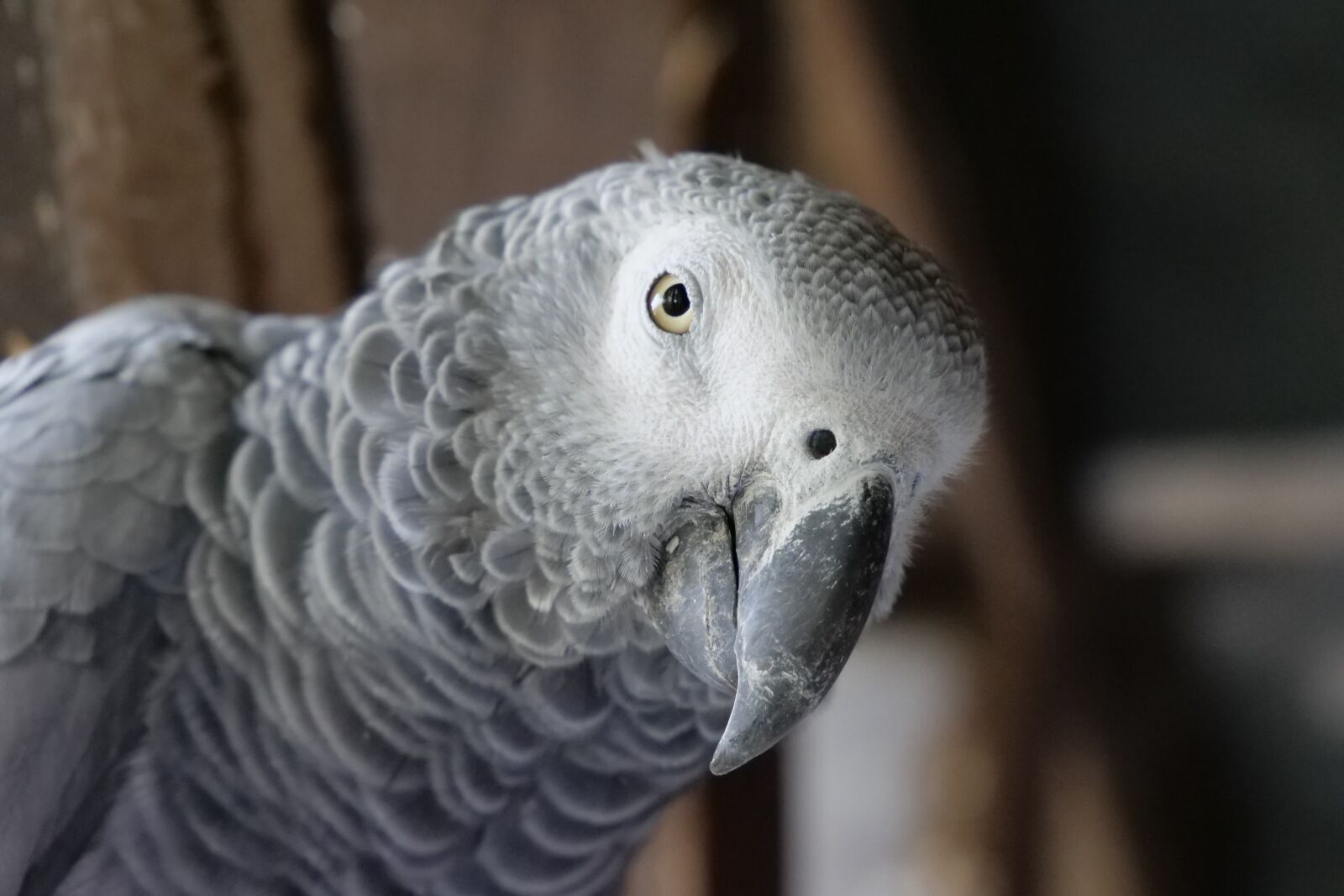 Panasonic Lumix DC-G9 sample photo. Animals, nature, birds photography
