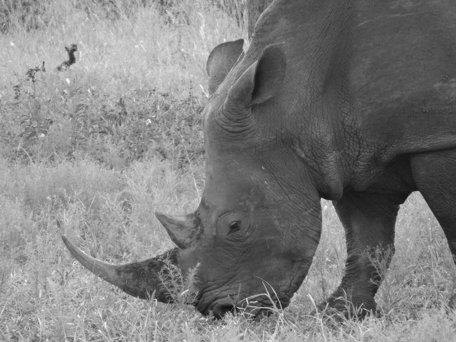 Sony Cyber-shot DSC-WX300 sample photo. Rhino, rhinoceros, animal photography