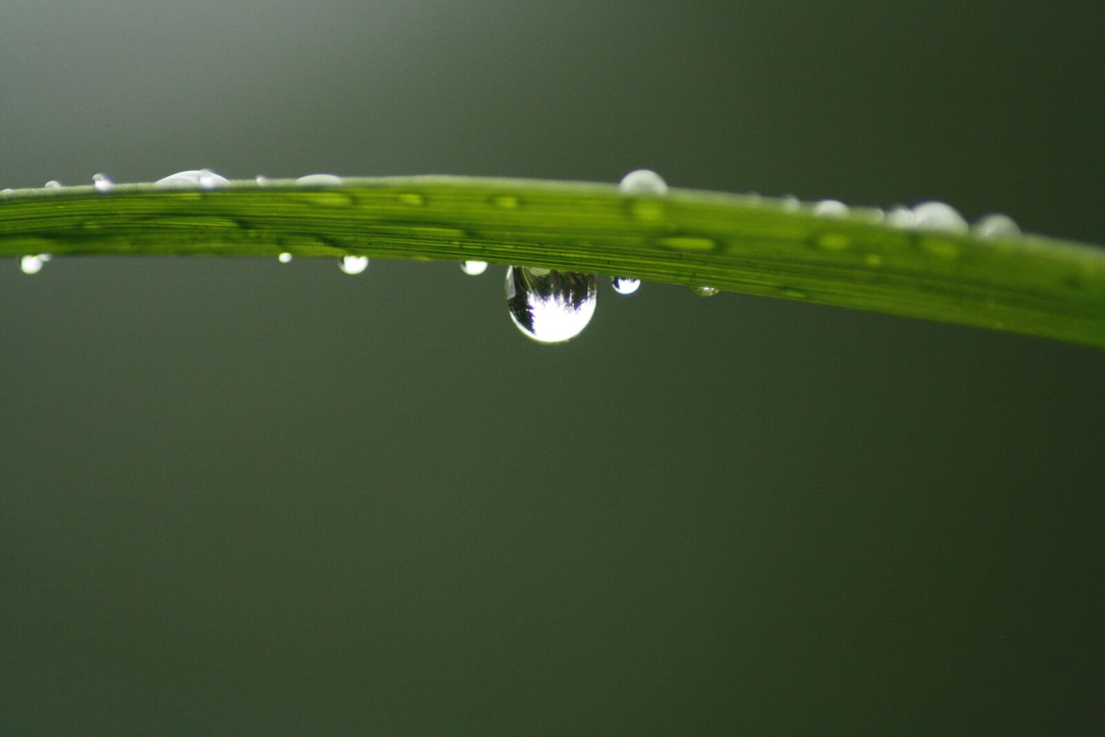 Canon EOS 1000D (EOS Digital Rebel XS / EOS Kiss F) sample photo. Waterdrop, finland, nature photography
