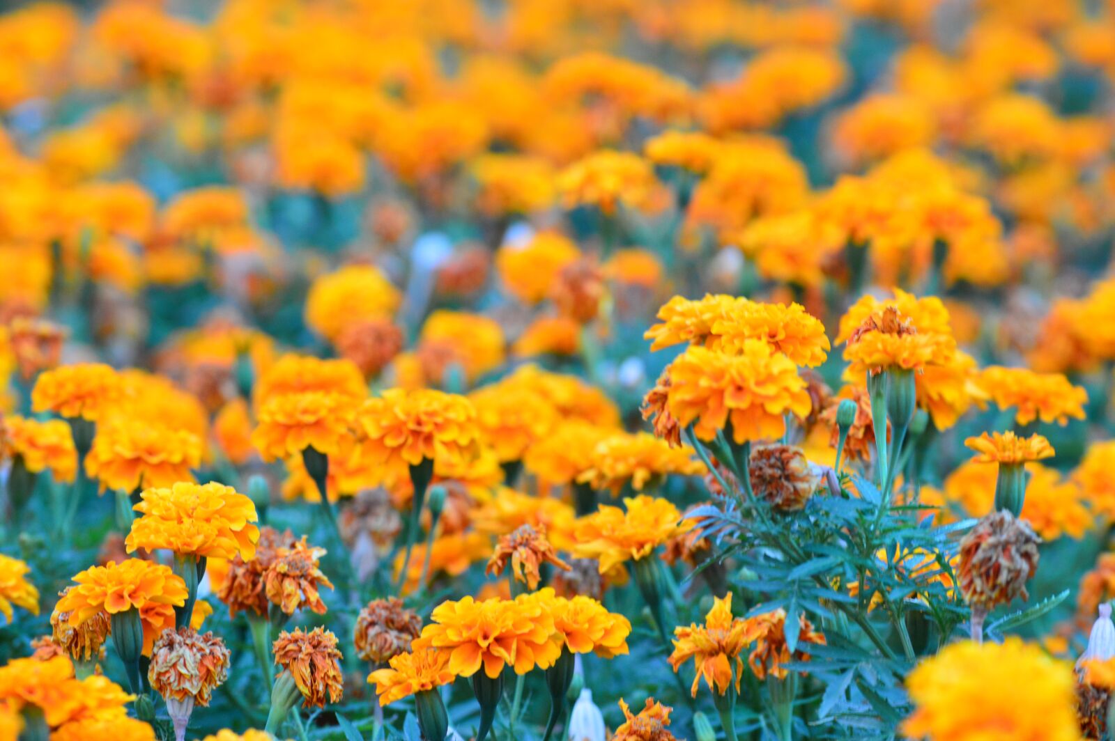 Nikon D3200 sample photo. Orange, garden, flowers oranges photography