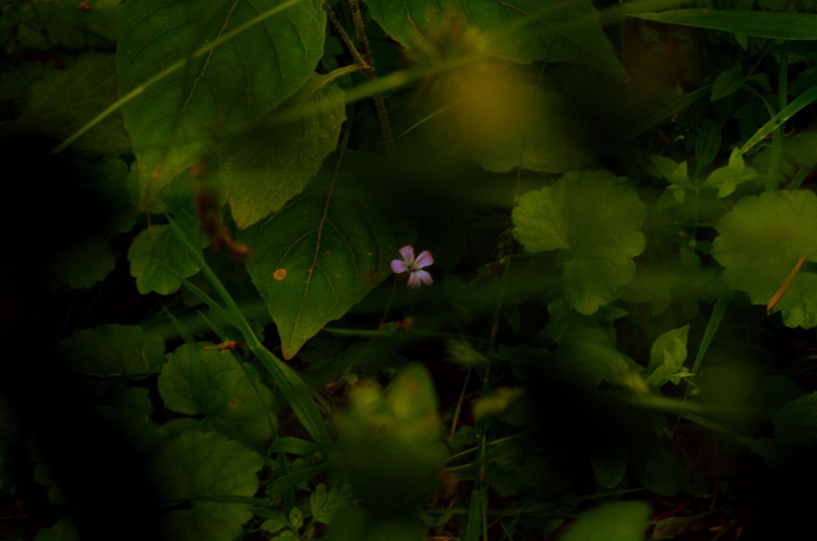 Nikon D5100 sample photo. Igpost10072020, flower, forest photography