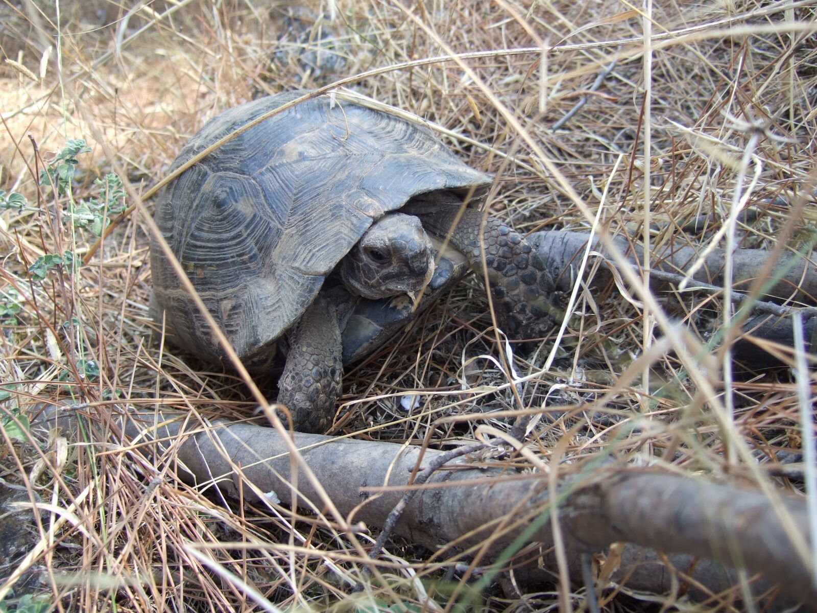 Fujifilm FinePix F31fd sample photo. Turtle, animals, slowly photography