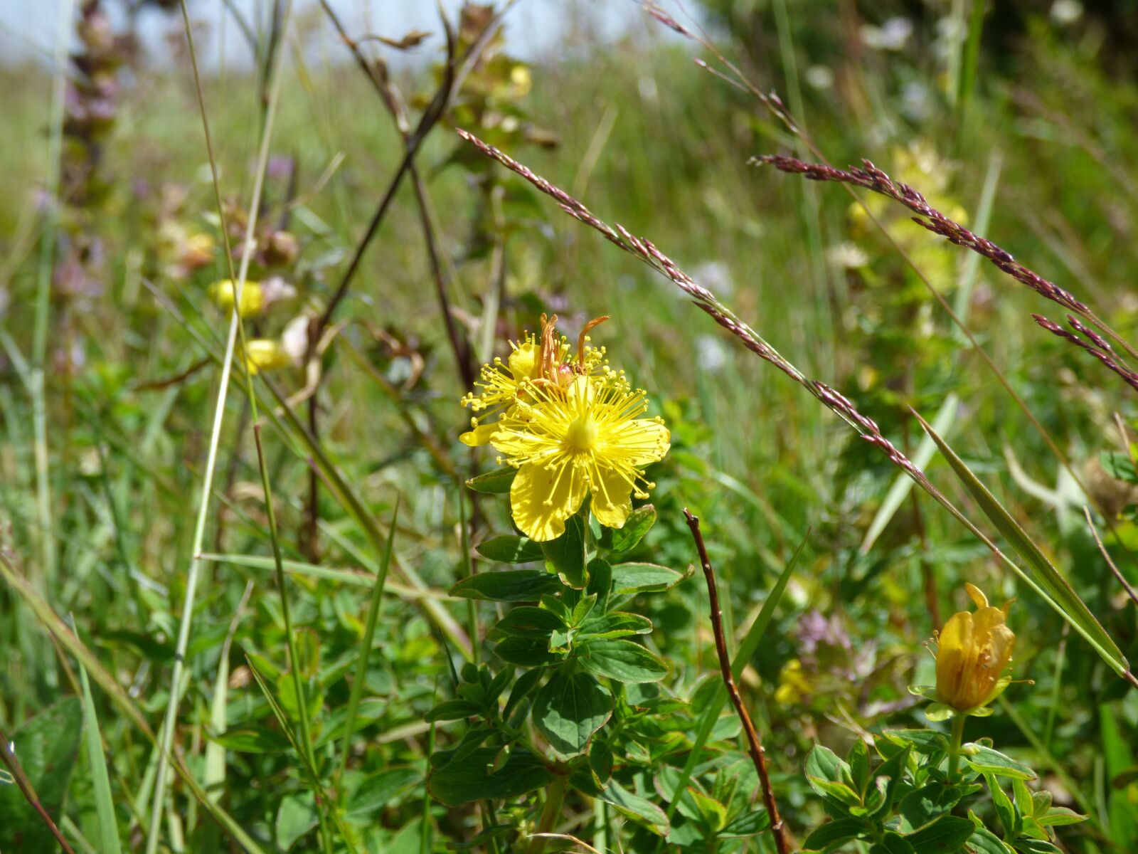 Panasonic DMC-FZ72 sample photo. St john's wort, grass photography