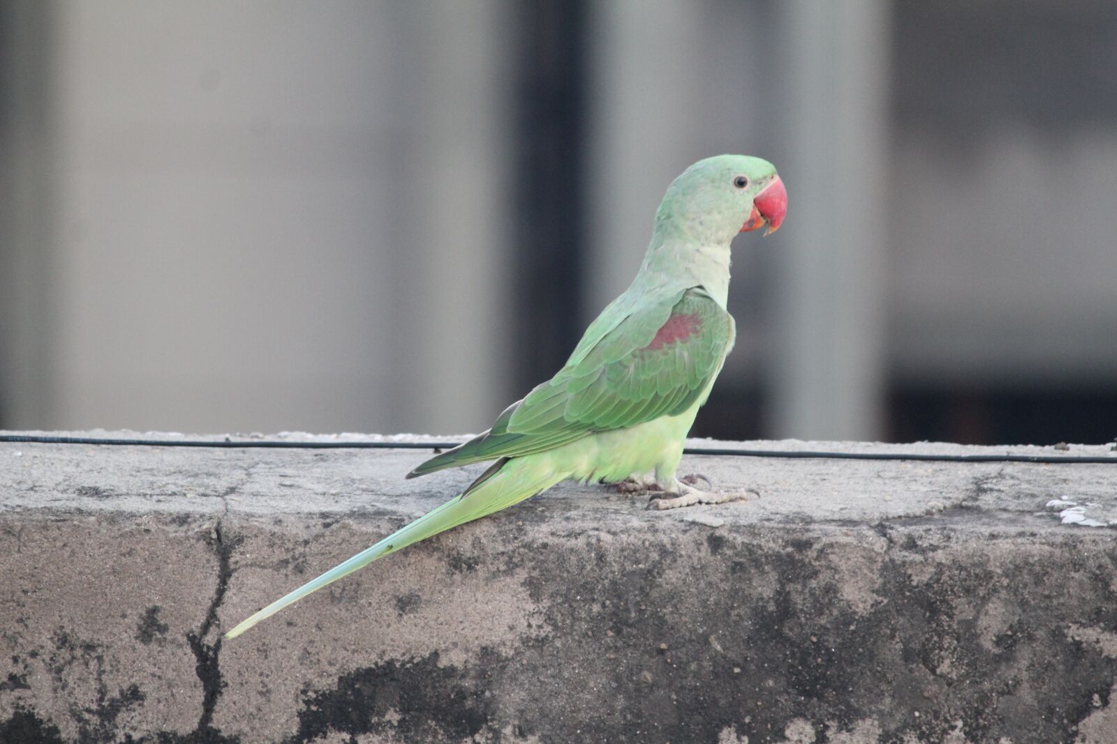 Canon EOS 1200D (EOS Rebel T5 / EOS Kiss X70 / EOS Hi) sample photo. Parrot, parakeet, bird photography