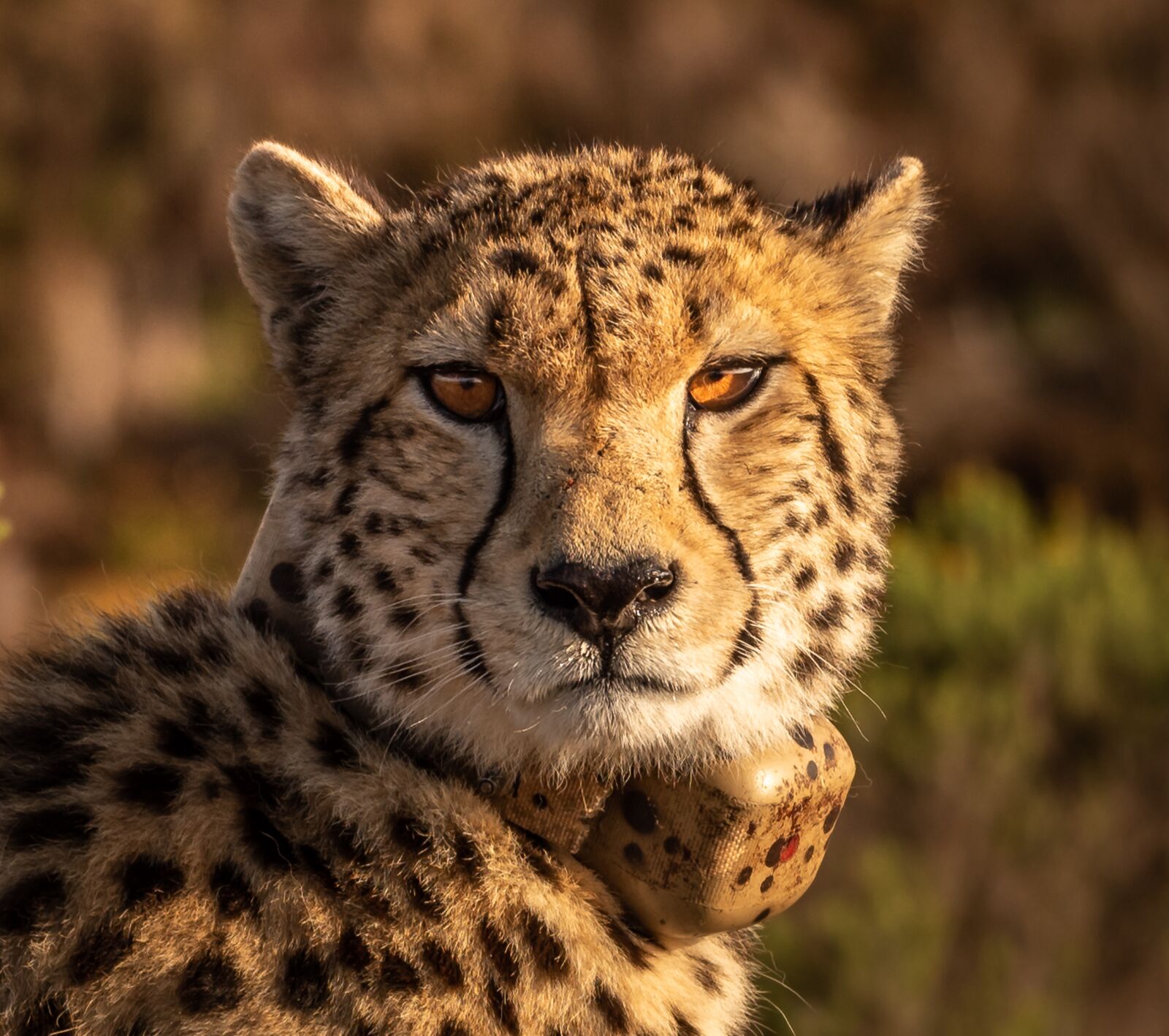 Nikon D750 sample photo. Cheetah, predator, big cat photography