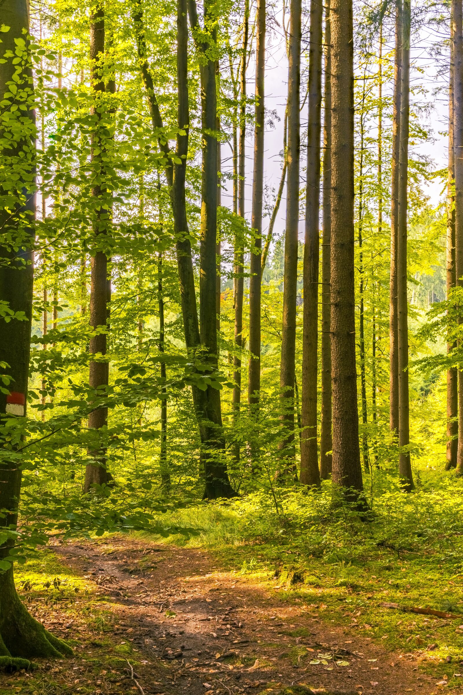 Sony a6300 + Sigma 30mm F2.8 EX DN sample photo. Forest, away, hiking photography