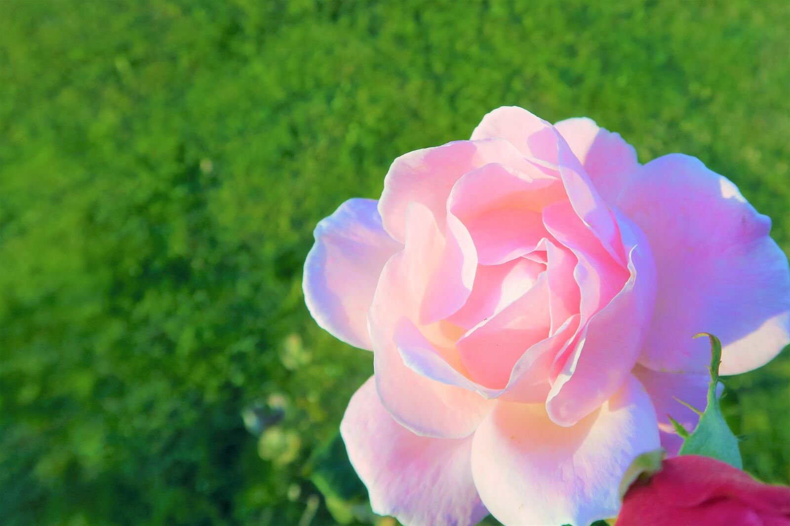 Canon PowerShot G7 X sample photo. Rose, pink, delicate photography