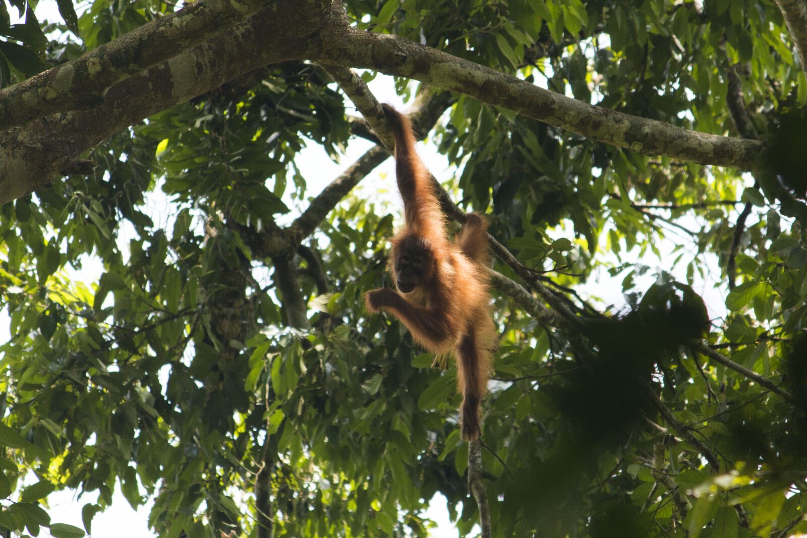 Canon EF-S 55-250mm F4-5.6 IS sample photo. Orang utan, sumatra, bukit photography