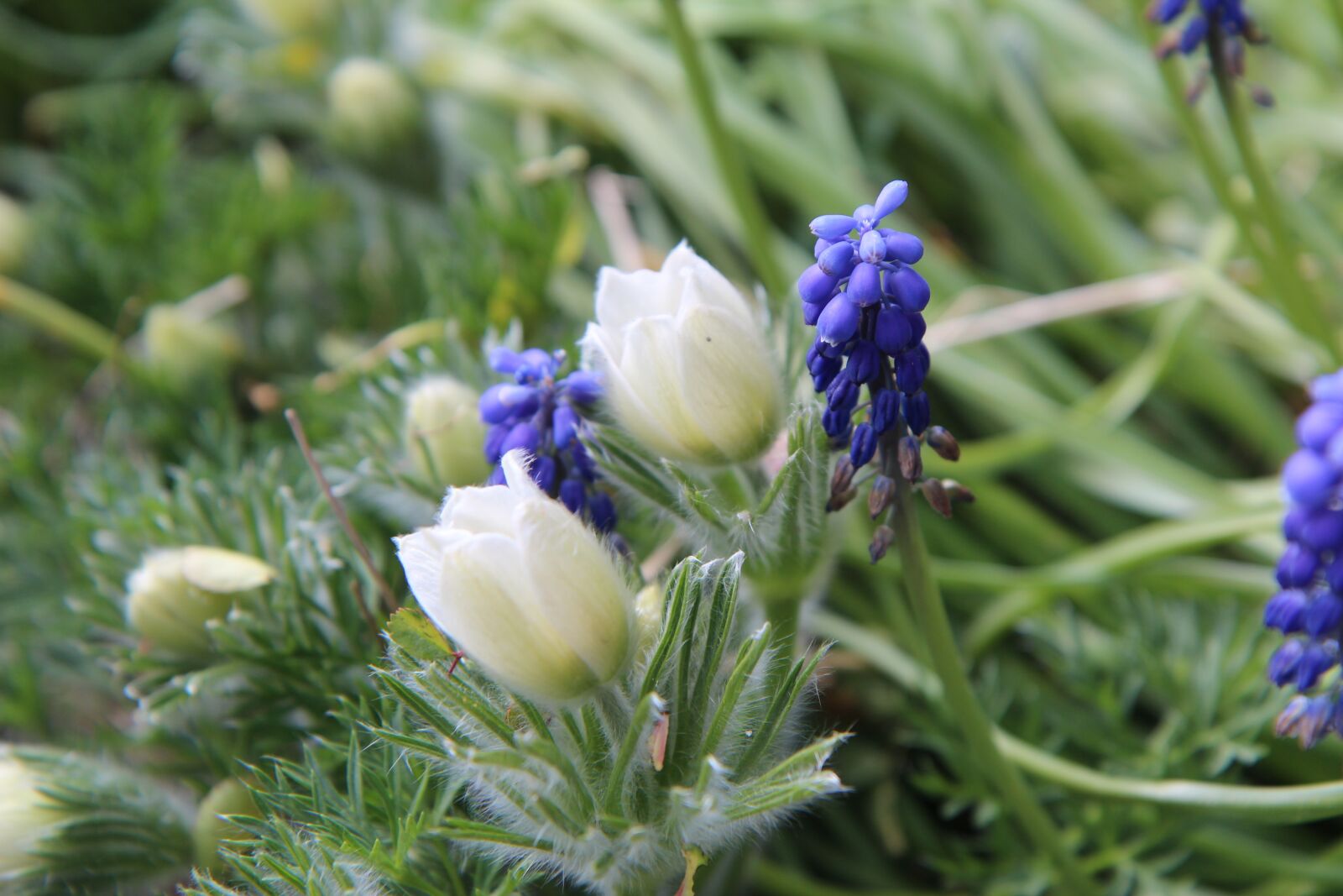 Canon EOS 600D (Rebel EOS T3i / EOS Kiss X5) sample photo. Spring, flowering, flowers photography