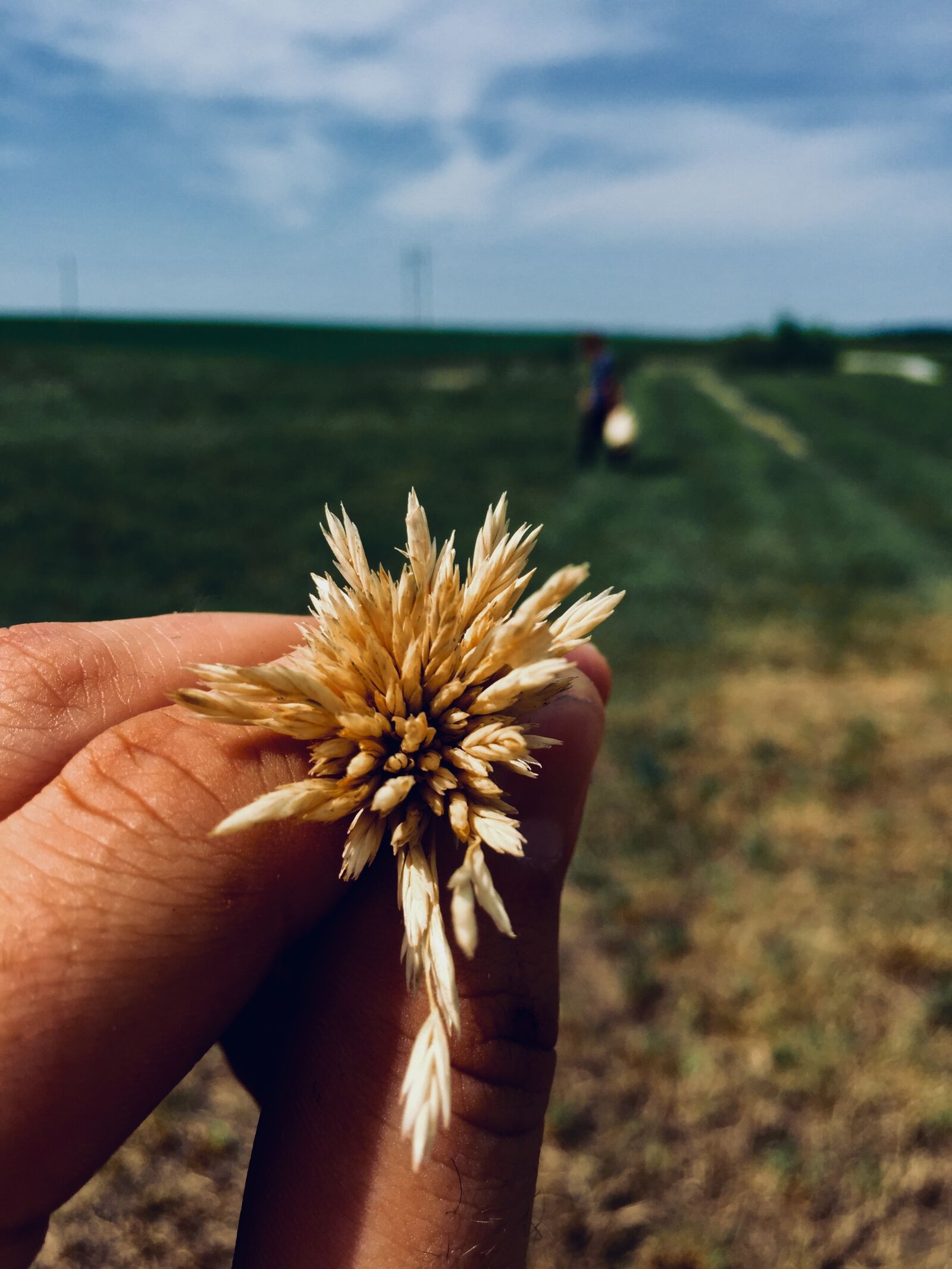 Apple iPhone 6 sample photo. Grain, seeds, agriculture photography