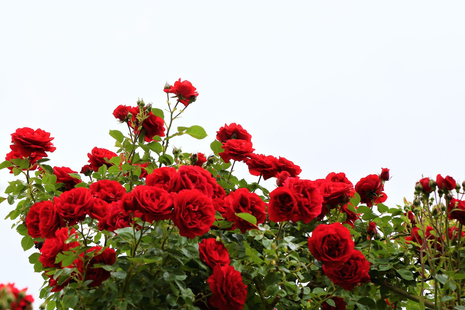 Canon EOS 5D Mark III + Canon EF 24-105mm F4L IS USM sample photo. Roses, bush, red roses photography