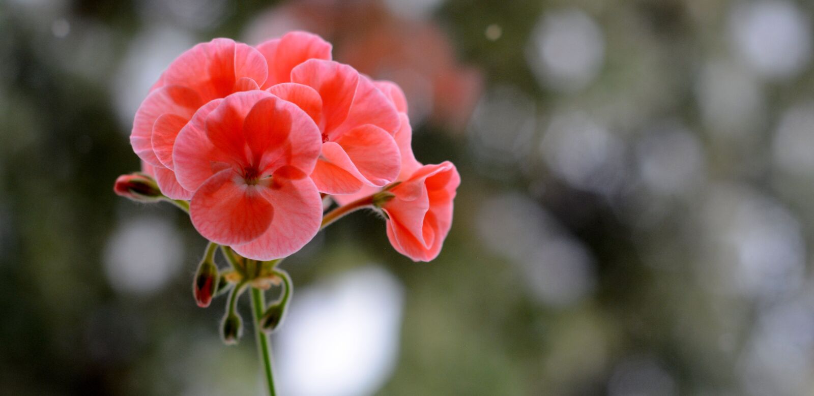 Nikon D7100 sample photo. Flower, red, plant photography