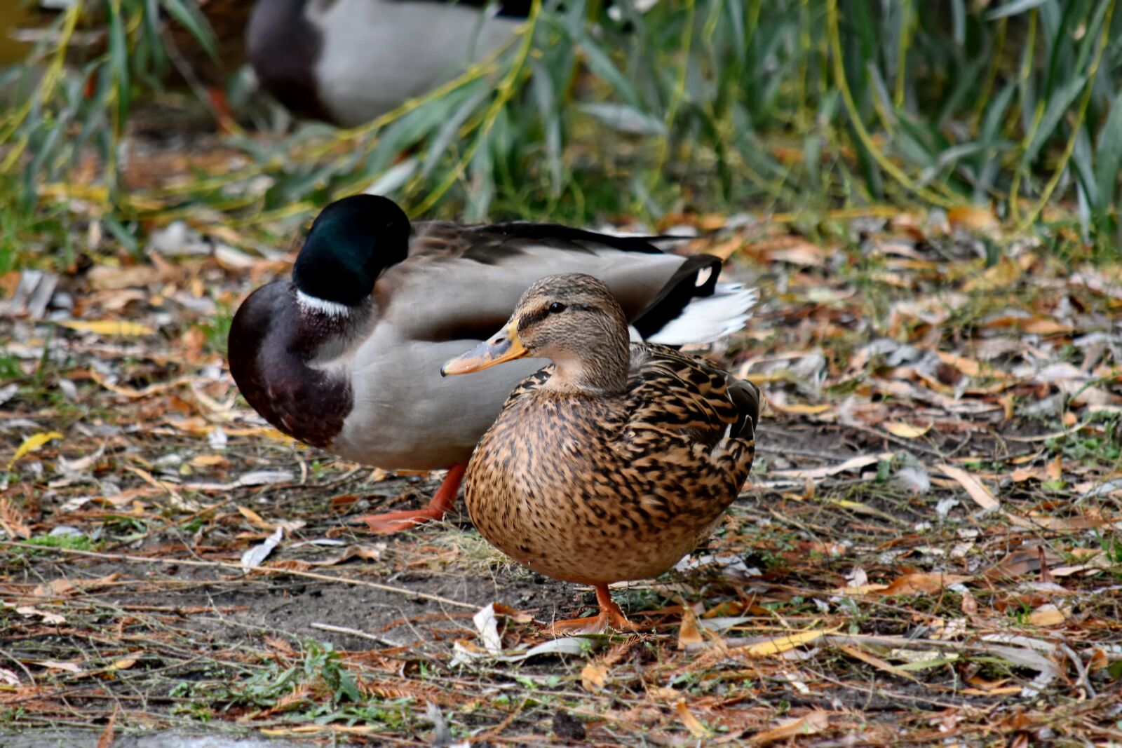 Nikon D5500 sample photo. Ducks, duck, outdoors, mallard photography
