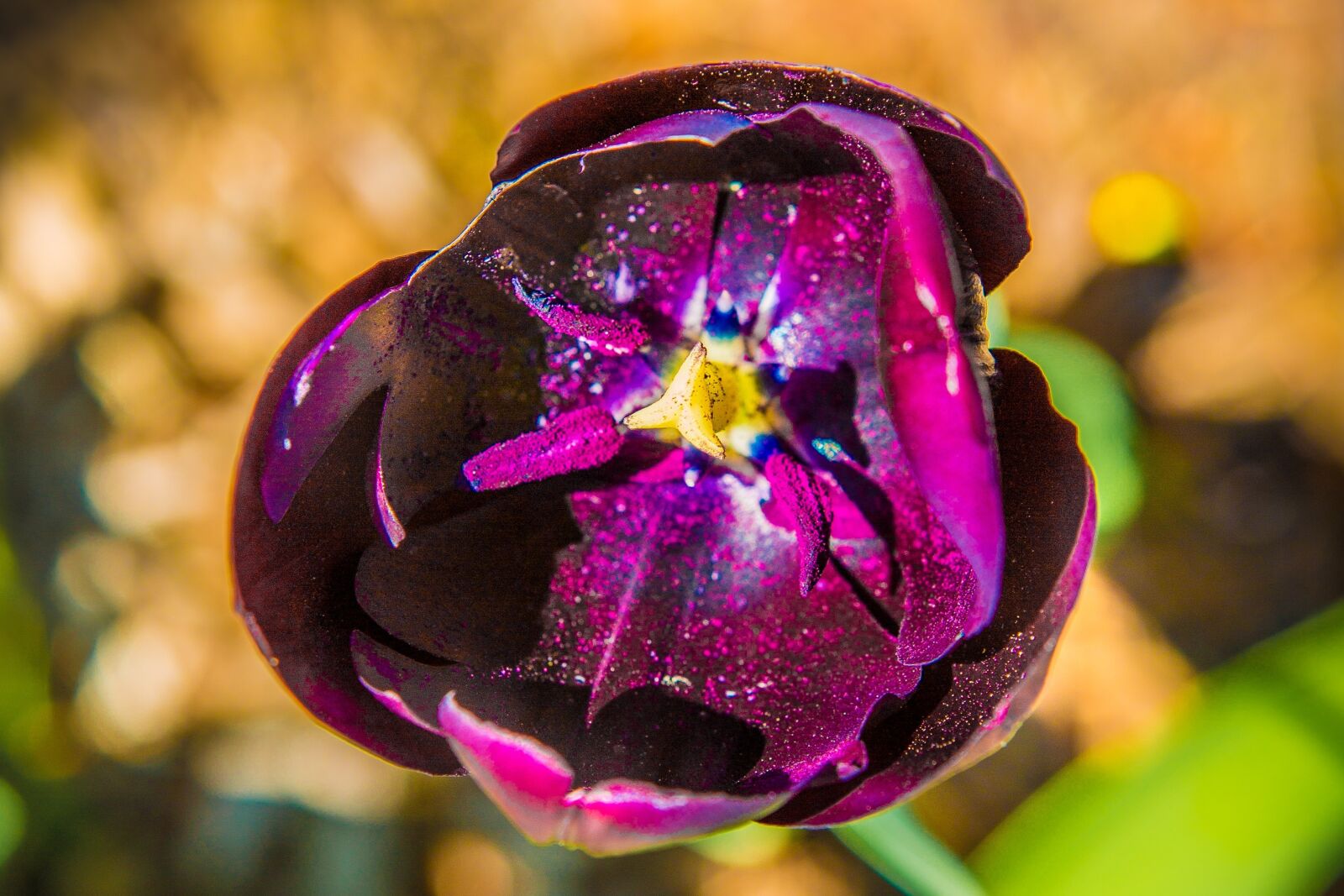 Canon EF 24-70mm F2.8L USM sample photo. Flower, nature, plant photography