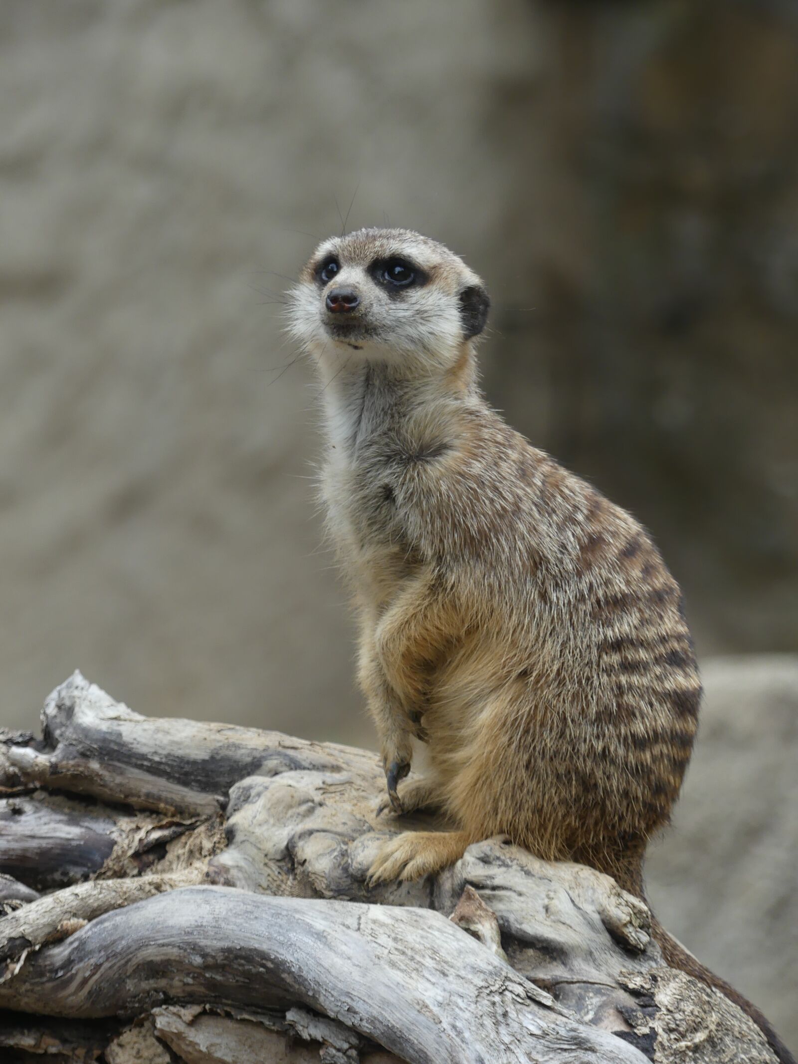 Panasonic Lumix DMC-FZ300 sample photo. Meerkat, wildlife, africa photography