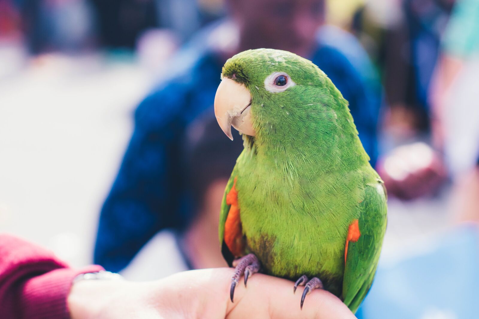 Canon EOS 750D (EOS Rebel T6i / EOS Kiss X8i) sample photo. Parakeet, nature, birds photography