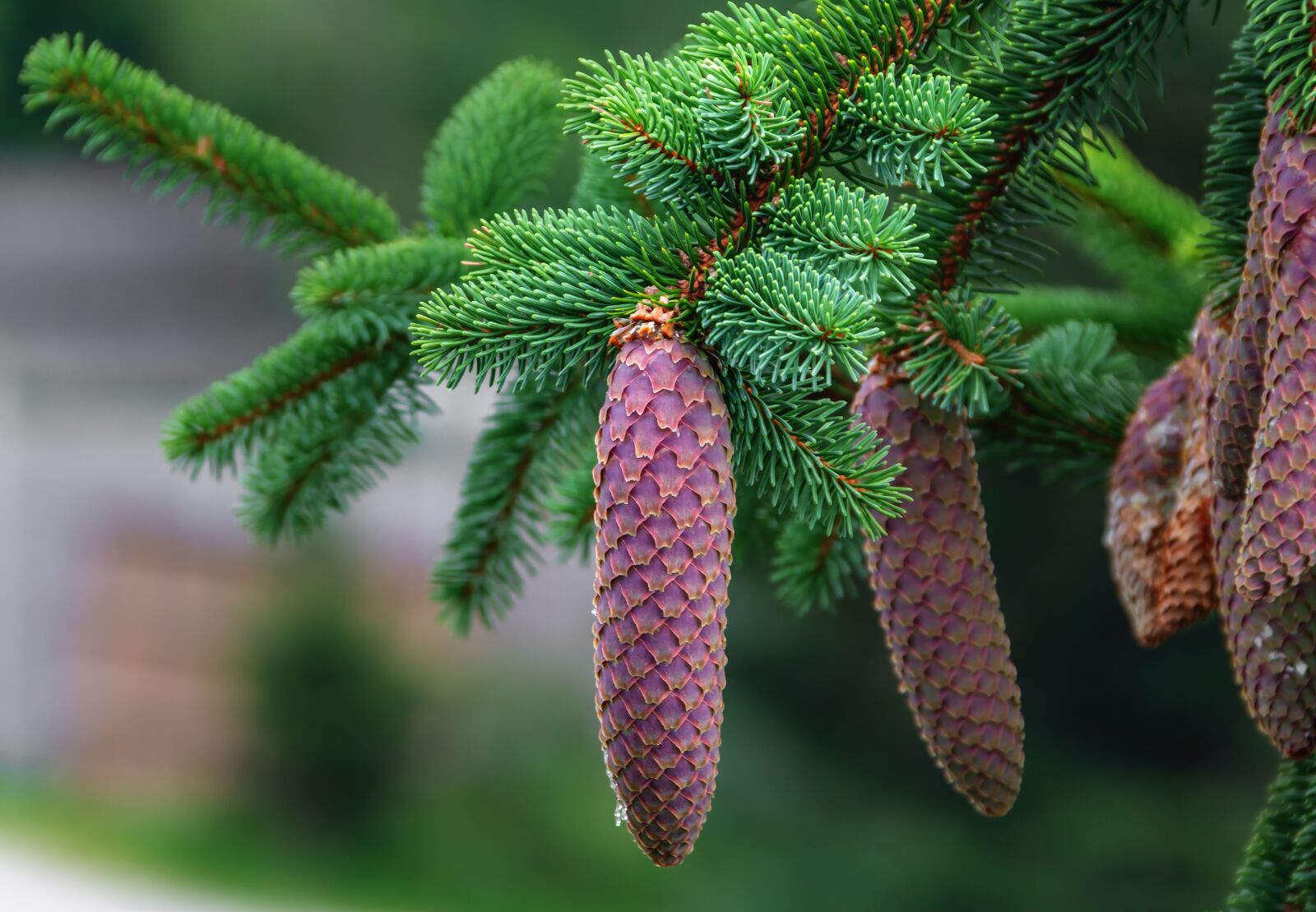 Canon EOS 60D sample photo. Nature, plant, fir tree photography
