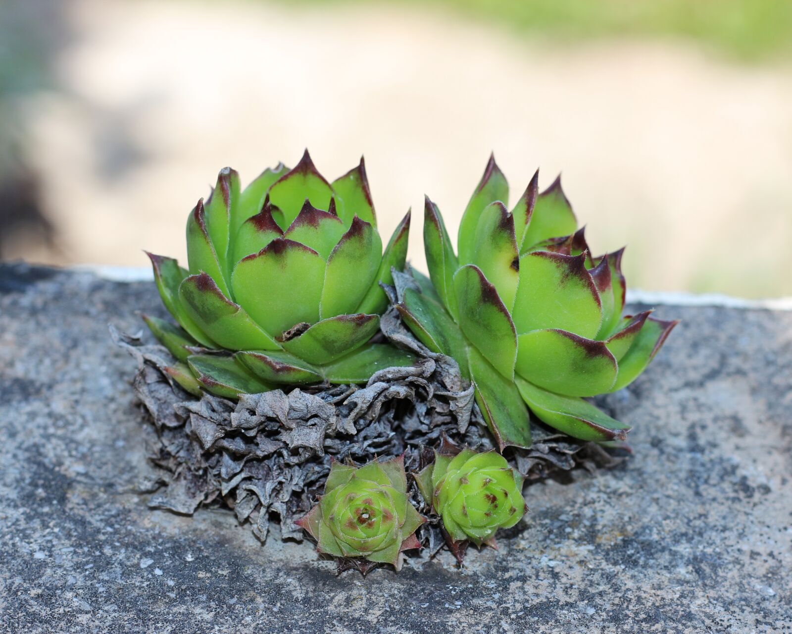 Canon EOS 700D (EOS Rebel T5i / EOS Kiss X7i) + Canon EF 50mm F1.8 STM sample photo. Houseleek, house leek, plant photography