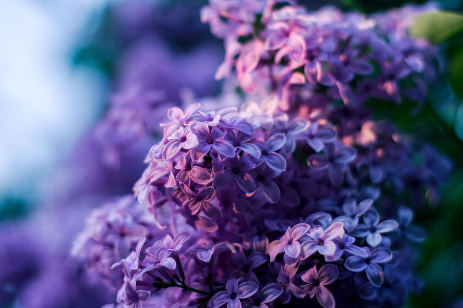 Nikon D5200 sample photo. Without, lilac flower, purple photography