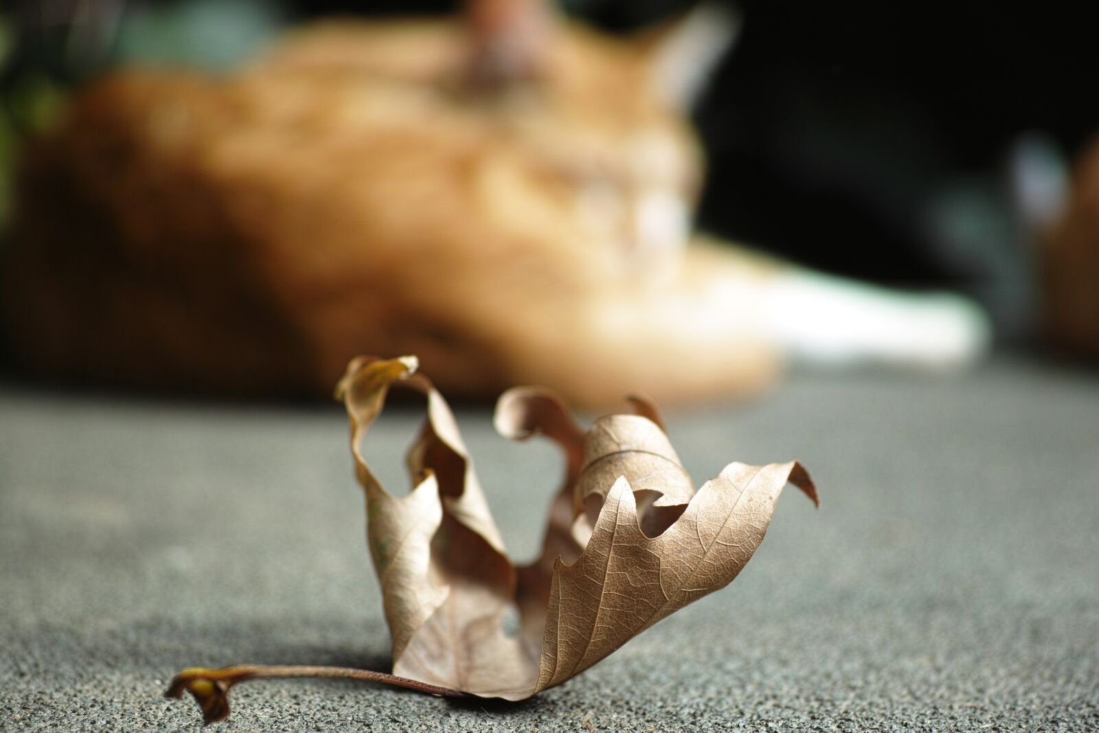 Sigma DP3 Merrill sample photo. Cat, leaves, nature photography