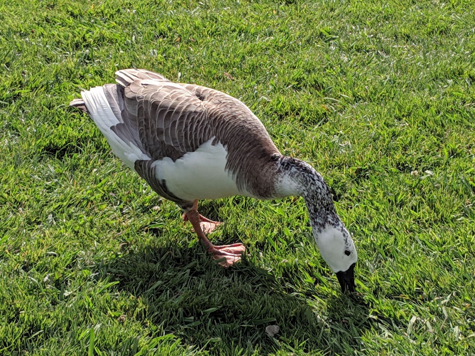 Google Pixel 2 sample photo. Goose, bird, park photography
