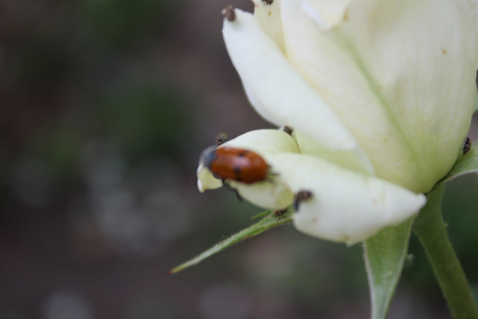 Canon EOS 1200D (EOS Rebel T5 / EOS Kiss X70 / EOS Hi) sample photo. Close, up, of, ant photography