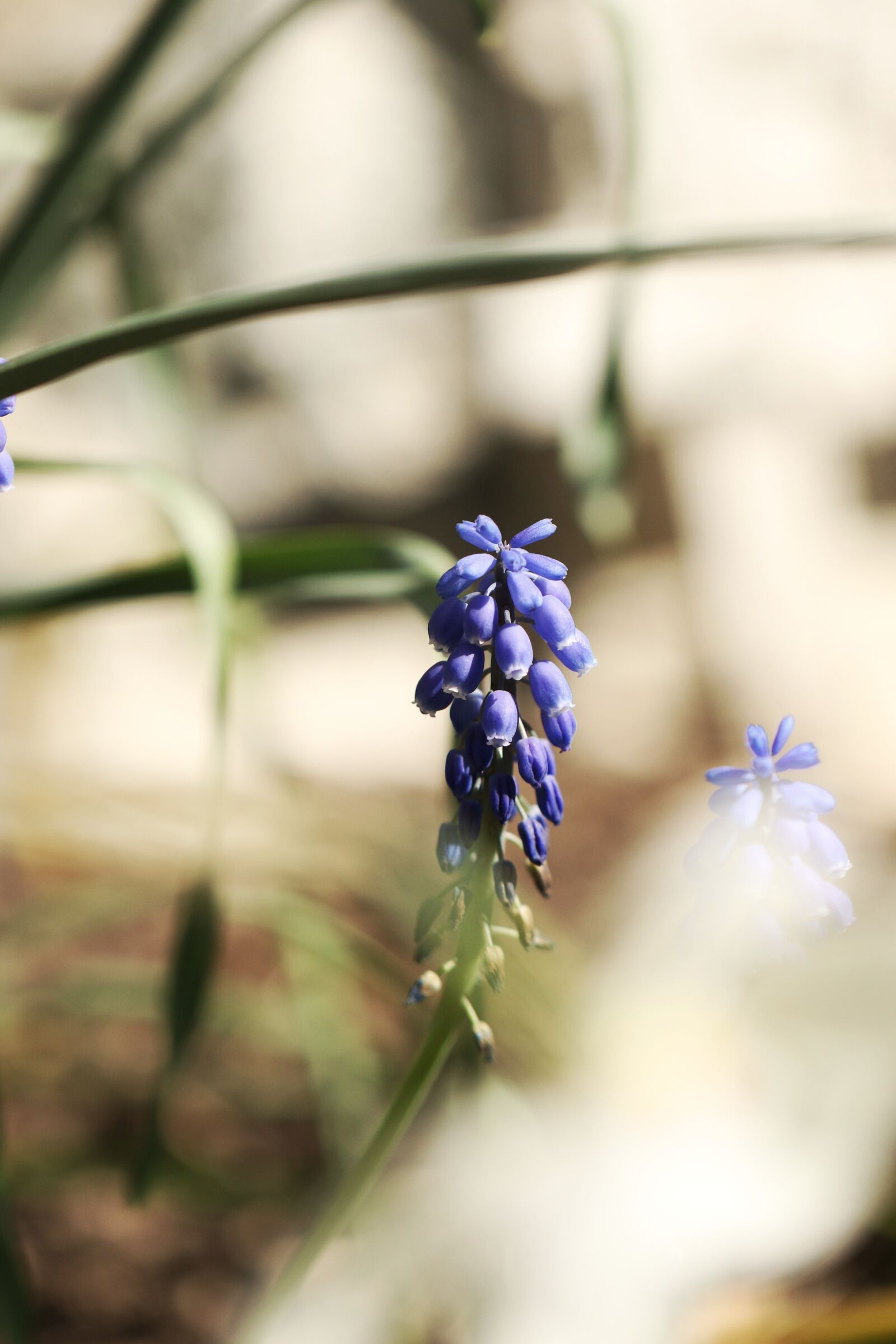 Canon EOS 7D Mark II sample photo. Flower, spring, spring flowers photography
