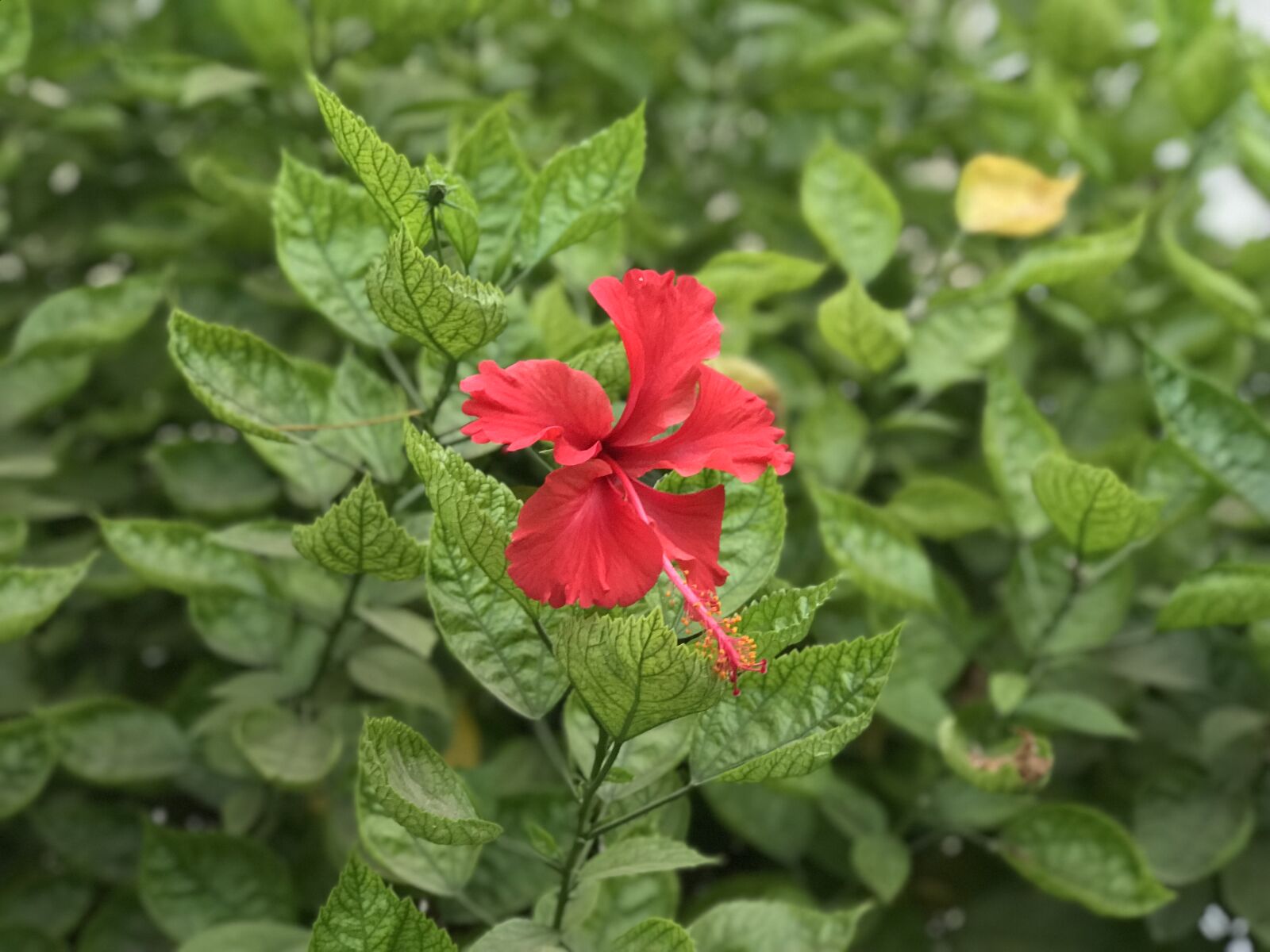Apple iPhone 7 Plus sample photo. Red, flower photography
