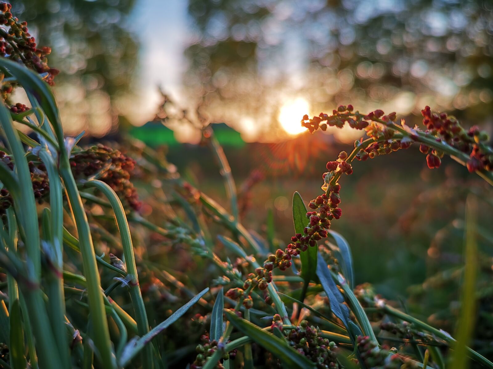 HUAWEI LYA-L29 sample photo. Summer, evening, summer evening photography