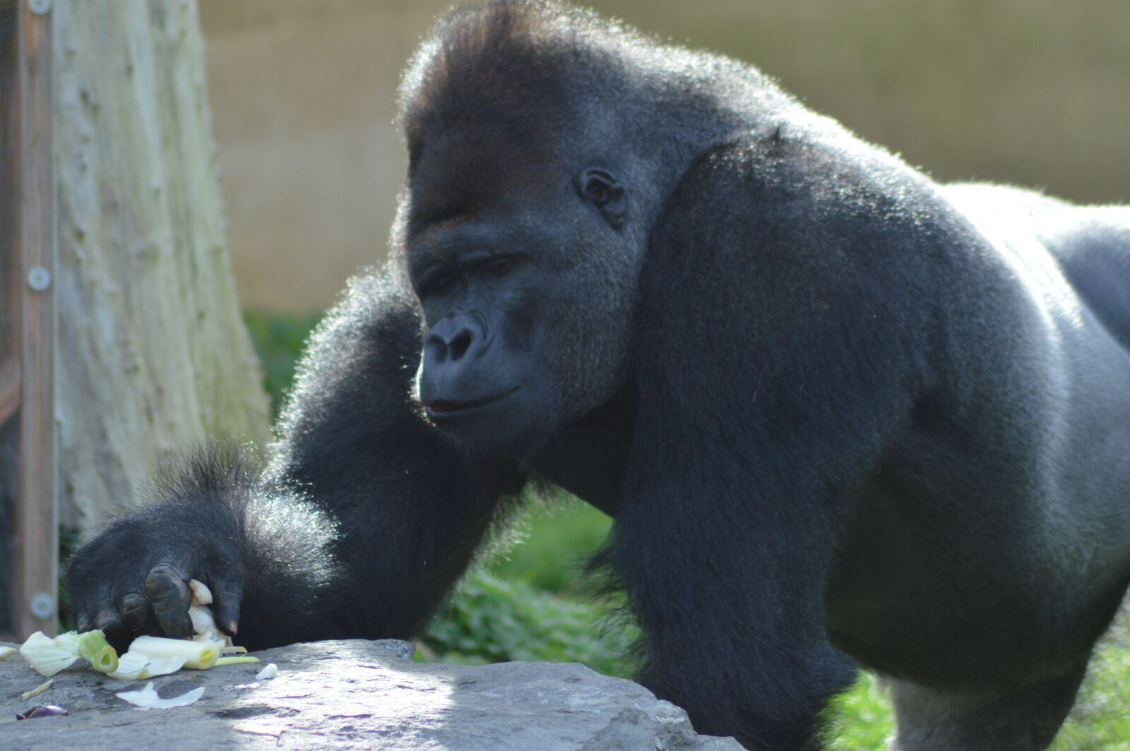 Nikon D3200 sample photo. Animal, monkey, gorilla photography