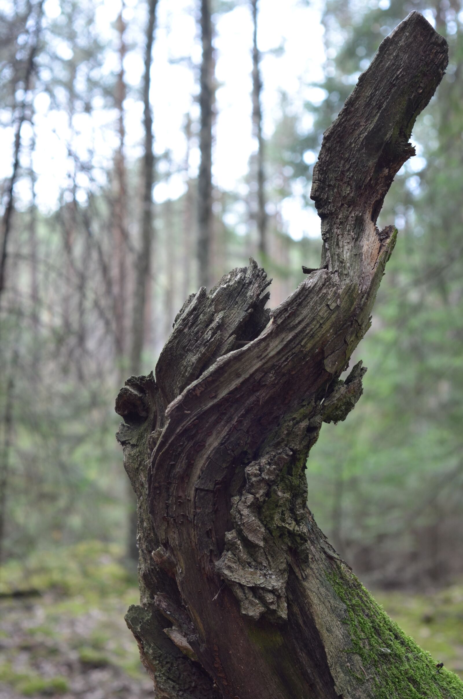Nikon D7000 sample photo. Forest, lithuania, nature photography
