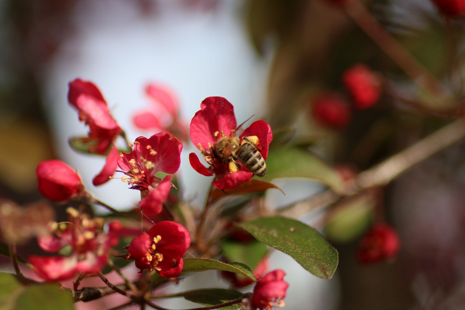 Canon EOS 70D sample photo. Blossom, apple, bee photography