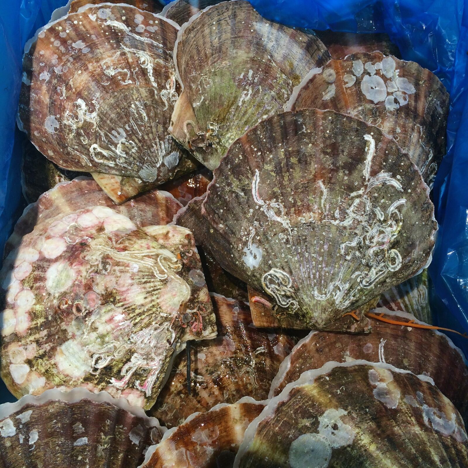iPhone 5s back camera 4.15mm f/2.2 sample photo. Scallop, shell, seiyu ltd photography