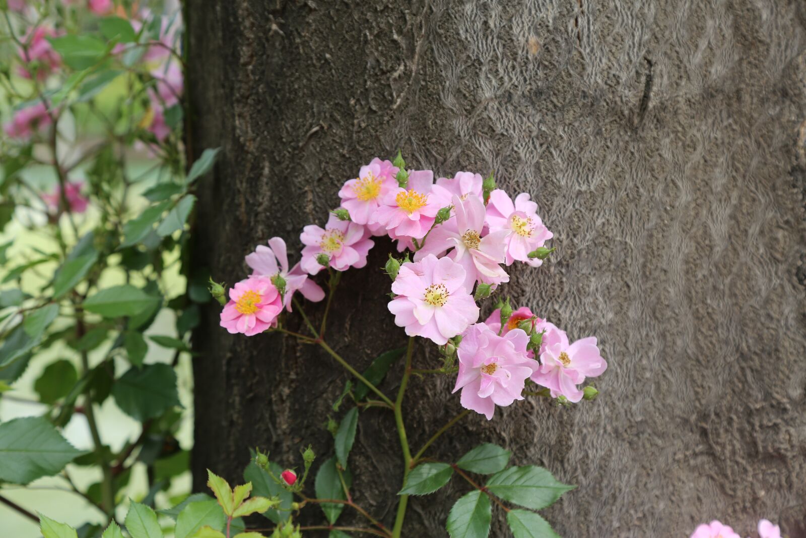 Canon EOS 5D Mark III sample photo. Flower, tree, flowers photography