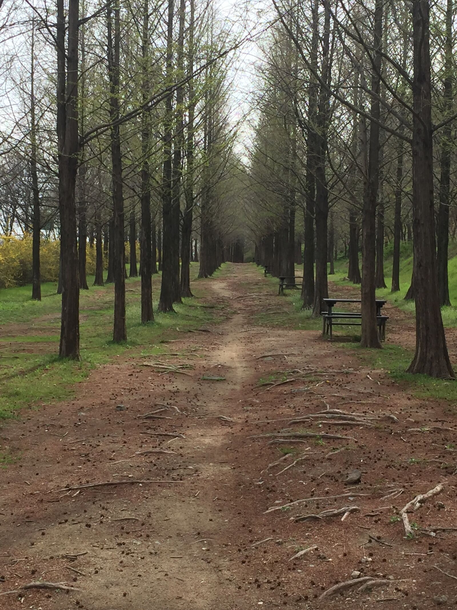 iPhone 6 back camera 4.15mm f/2.2 sample photo. Landscape, meta information of photography