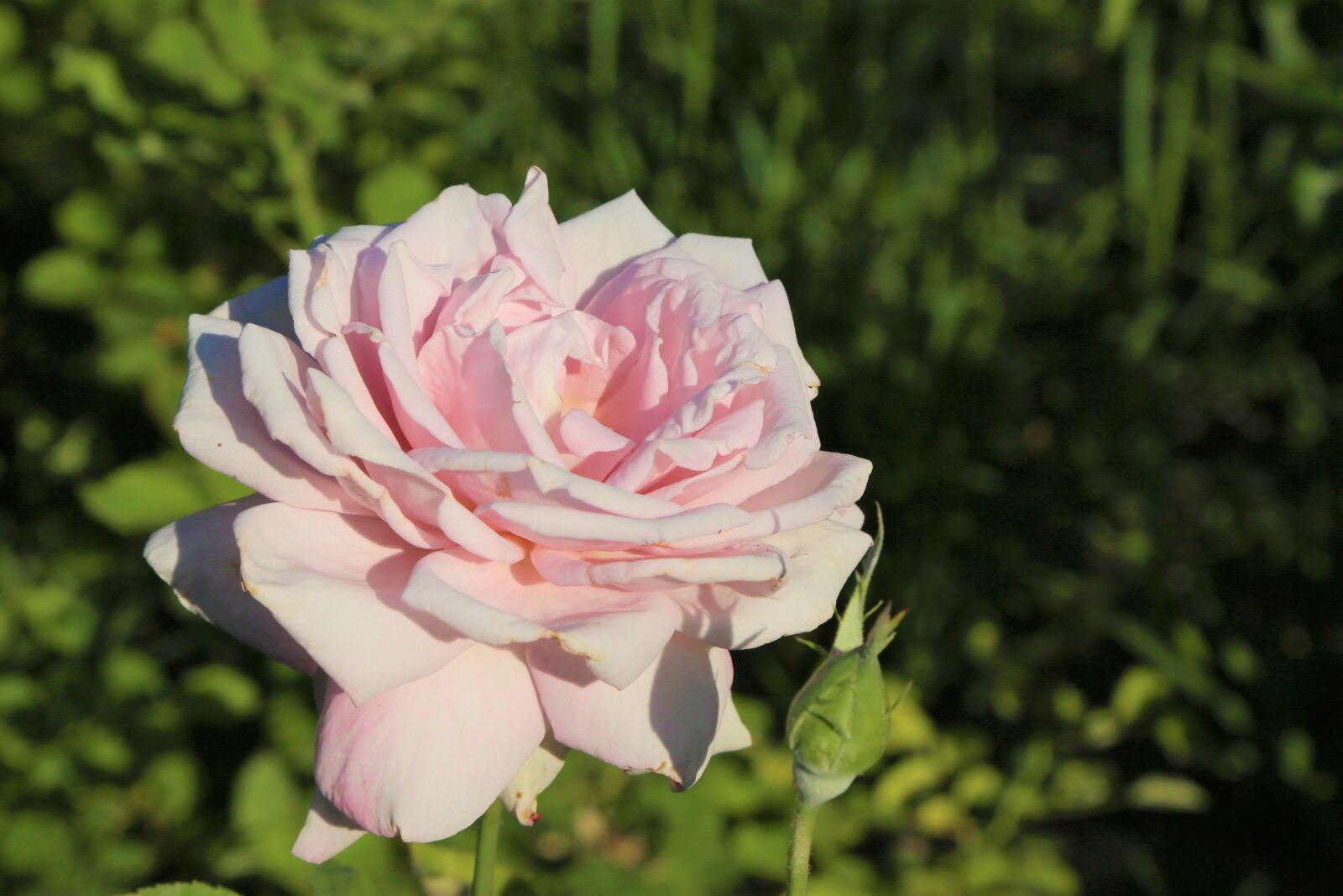 Canon EOS 5D Mark III sample photo. Rose, nature, pink photography