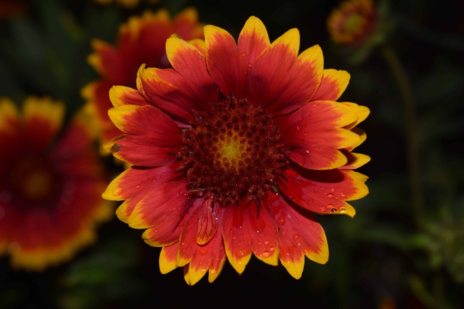 Nikon D3300 sample photo. Flora, nature, leaf, summer photography