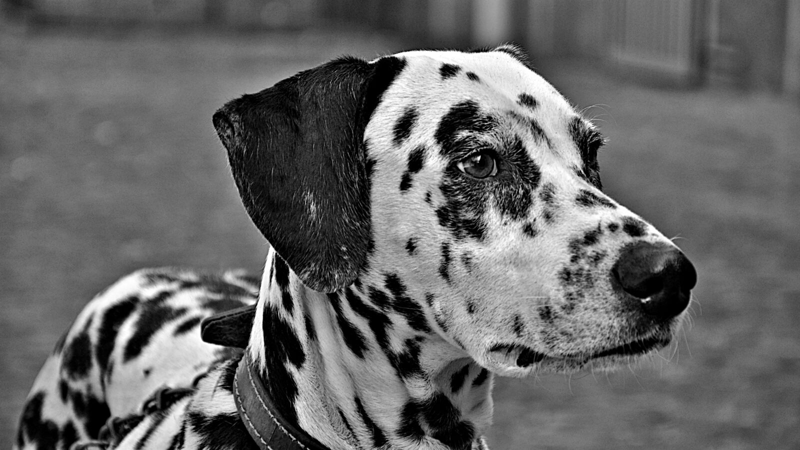 Nikon D90 sample photo. Dogs, animals, dalmatian photography