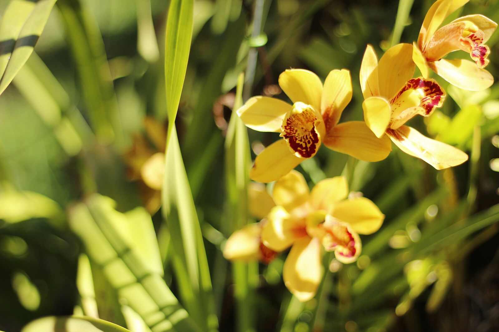 Canon EOS 600D (Rebel EOS T3i / EOS Kiss X5) + Canon EF 50mm F1.8 II sample photo. Flowers, yellow flowers, yellow photography