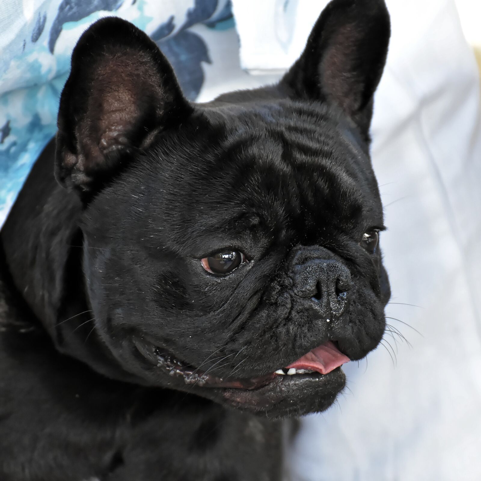 Nikon D7200 sample photo. Dwarf bulldog, french bulldog photography