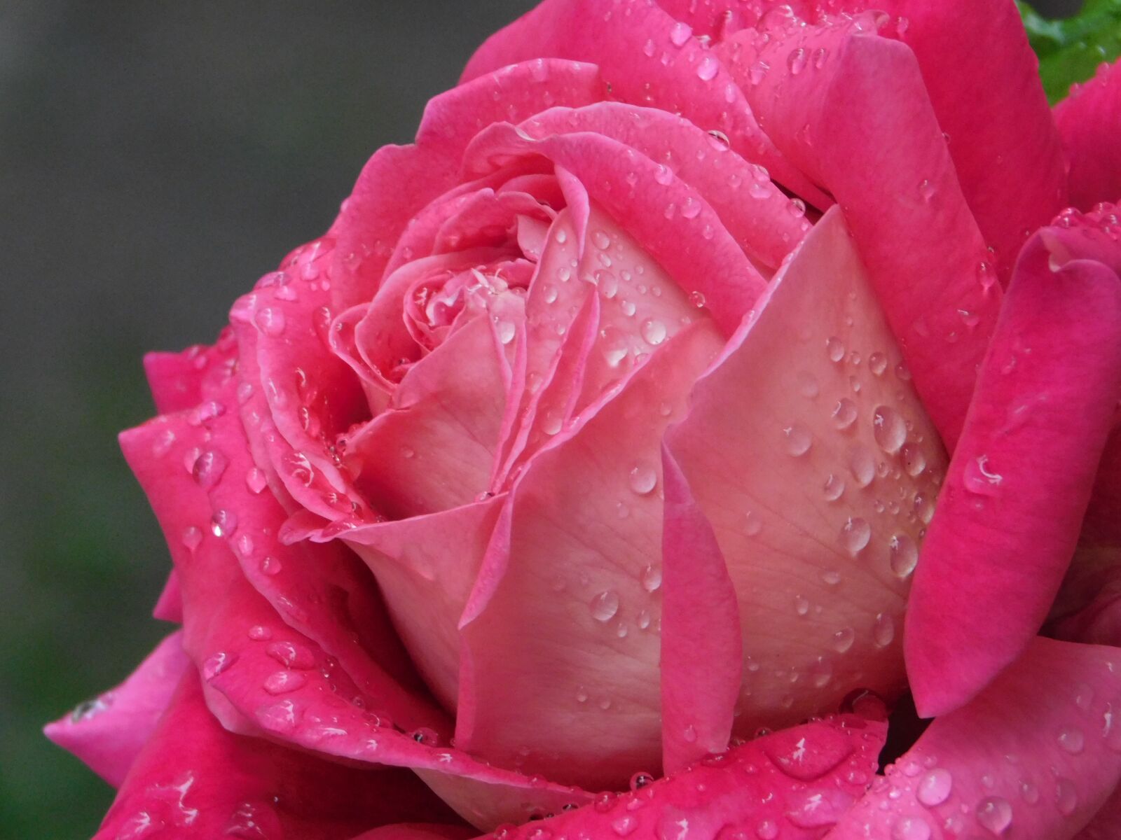 Nikon Coolpix B500 sample photo. Flower, rose, color photography