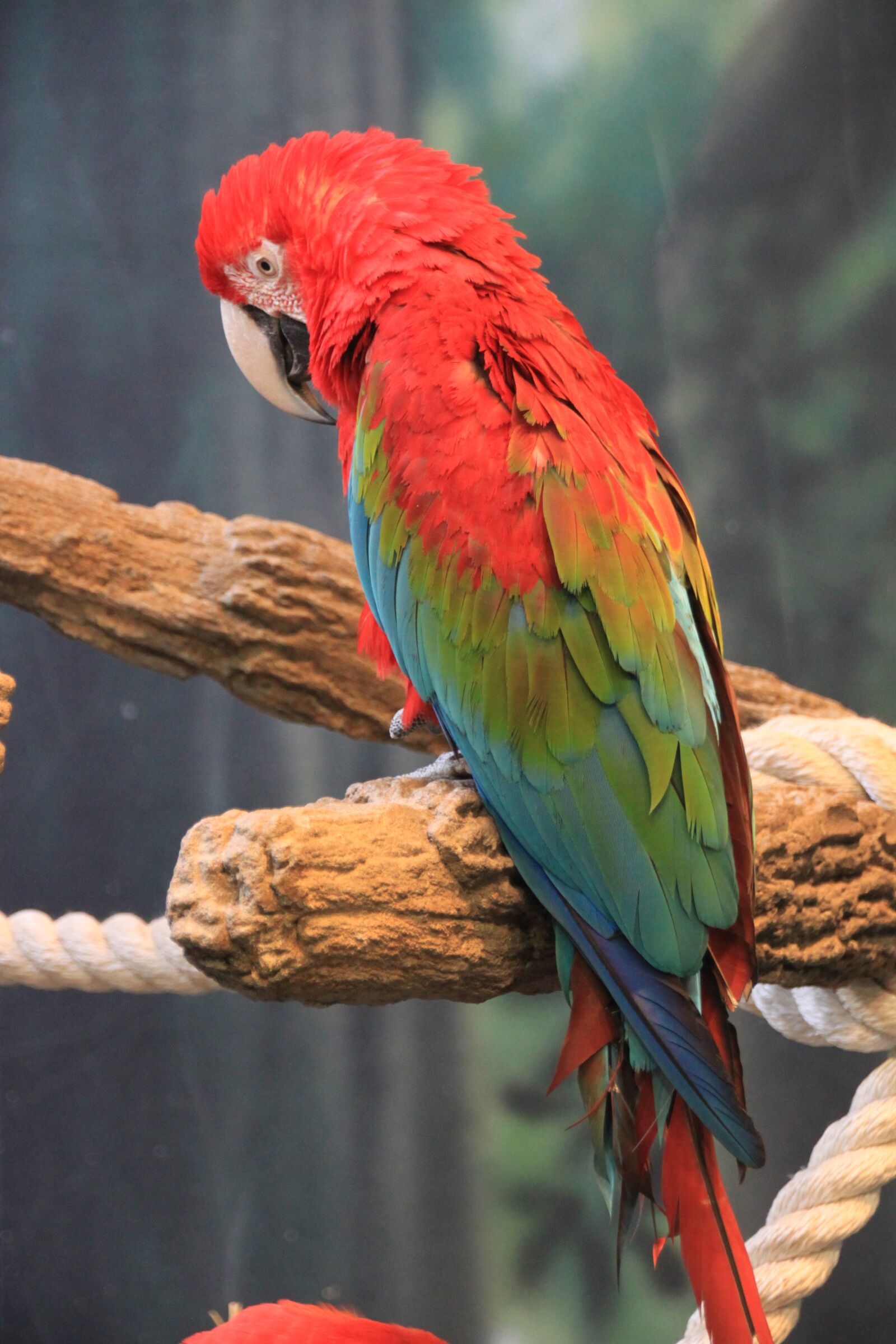 Canon EOS 500D (EOS Rebel T1i / EOS Kiss X3) sample photo. Exotic, bird, nature photography