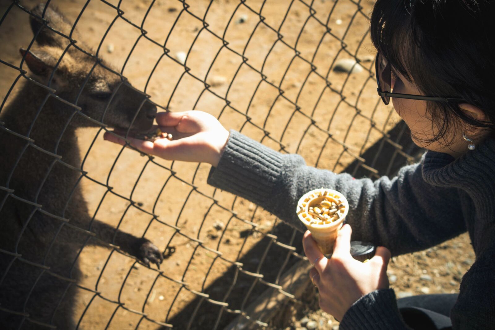 Nikon D5200 sample photo. Kangaroo, zoo, girl, grain photography