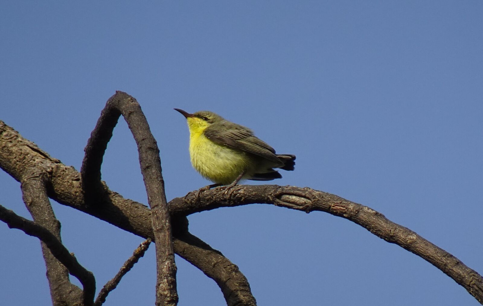 Sony DSC-WX800 sample photo. Bird, purple sunbird, cinnyris photography
